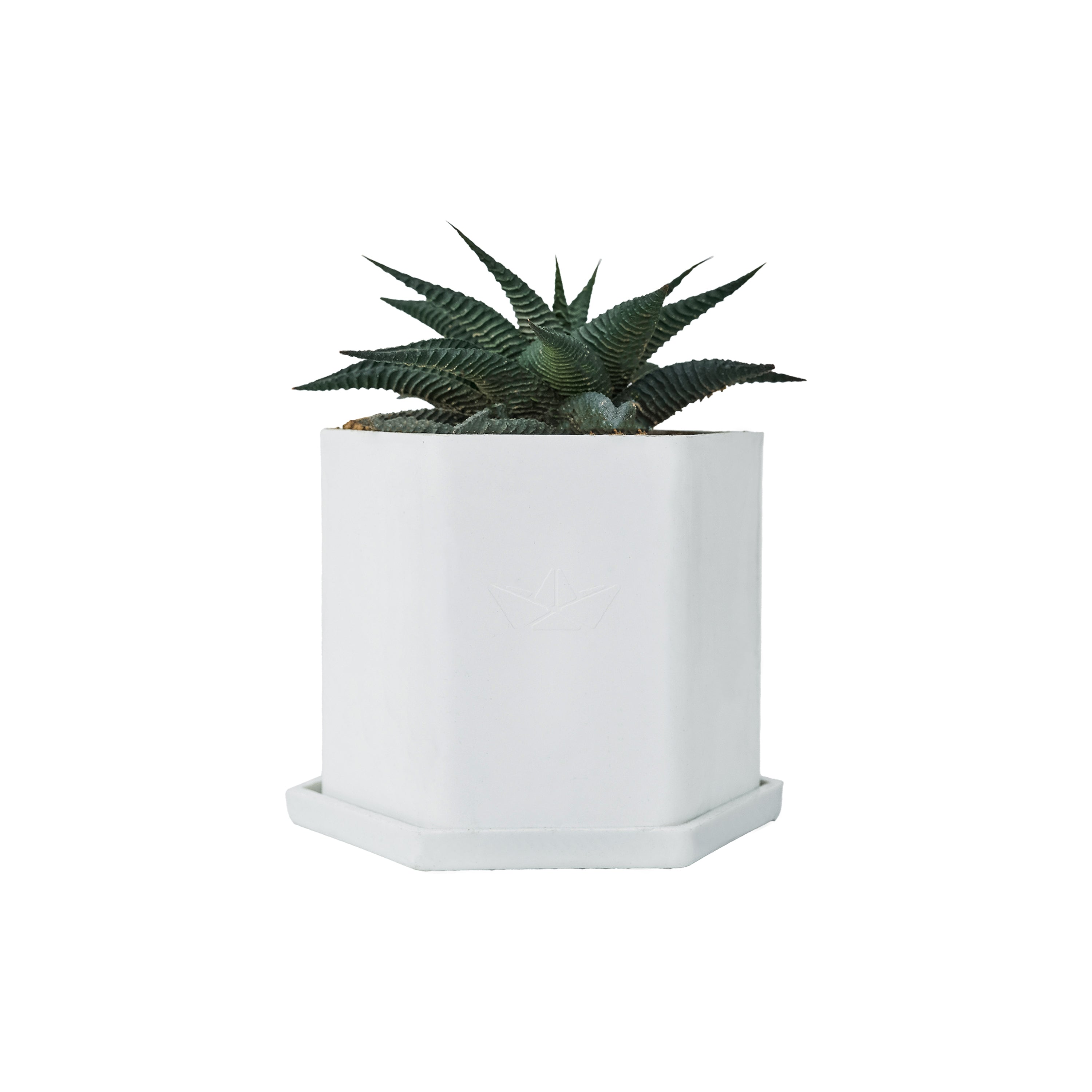 Hexa Pod  with Succulent Plant