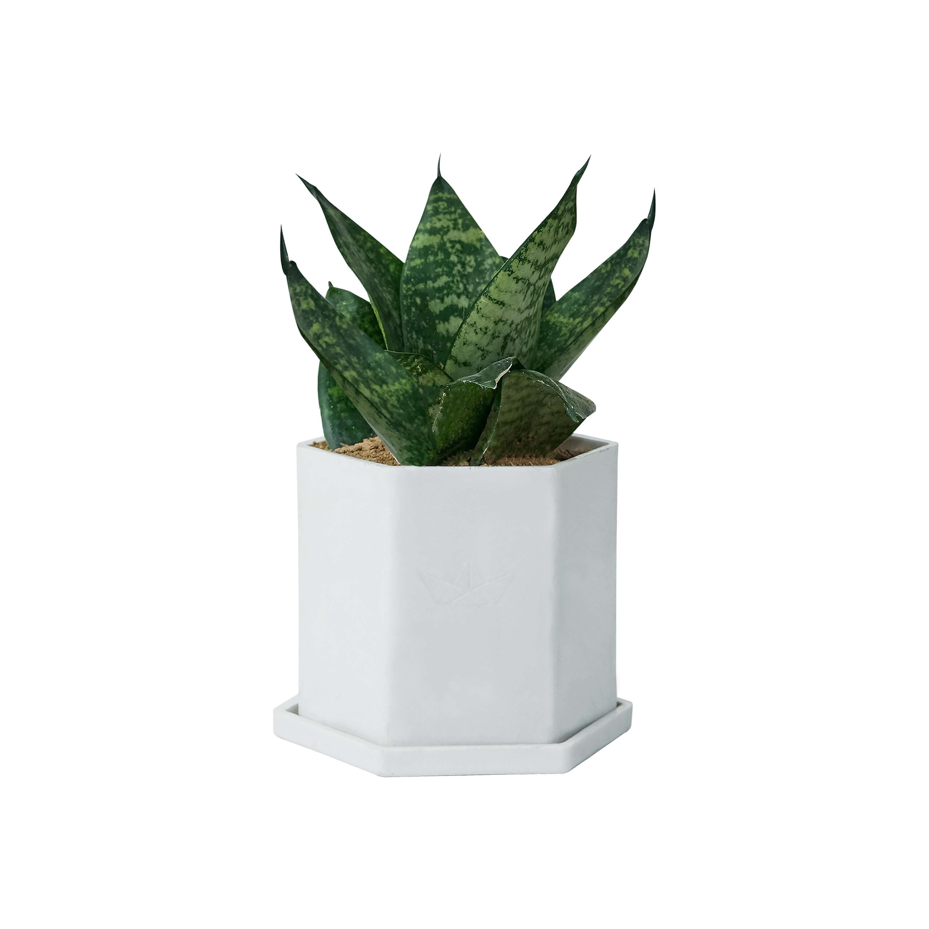 Hexa Pod with Snake Plant