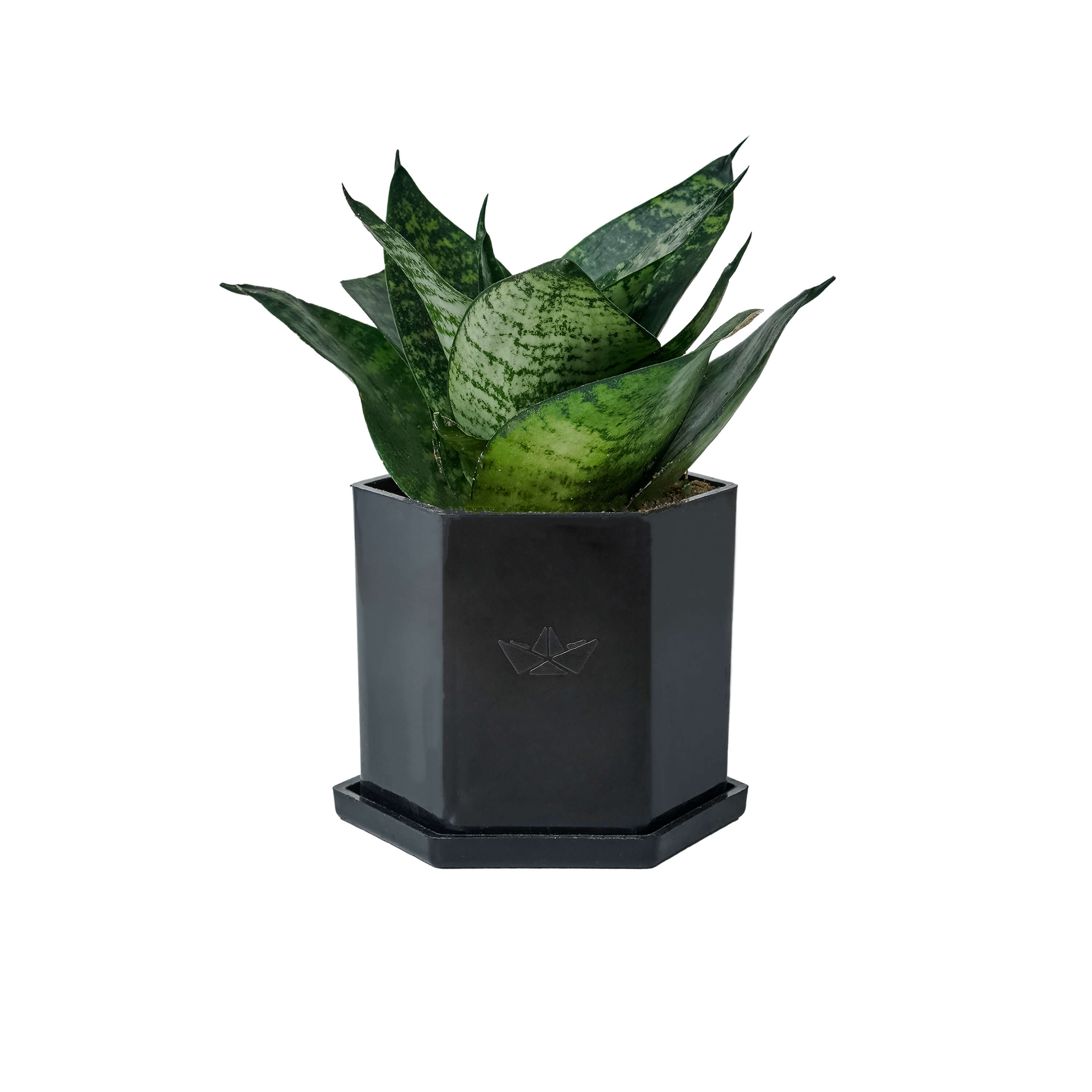 Hexa Pod with Snake Plant