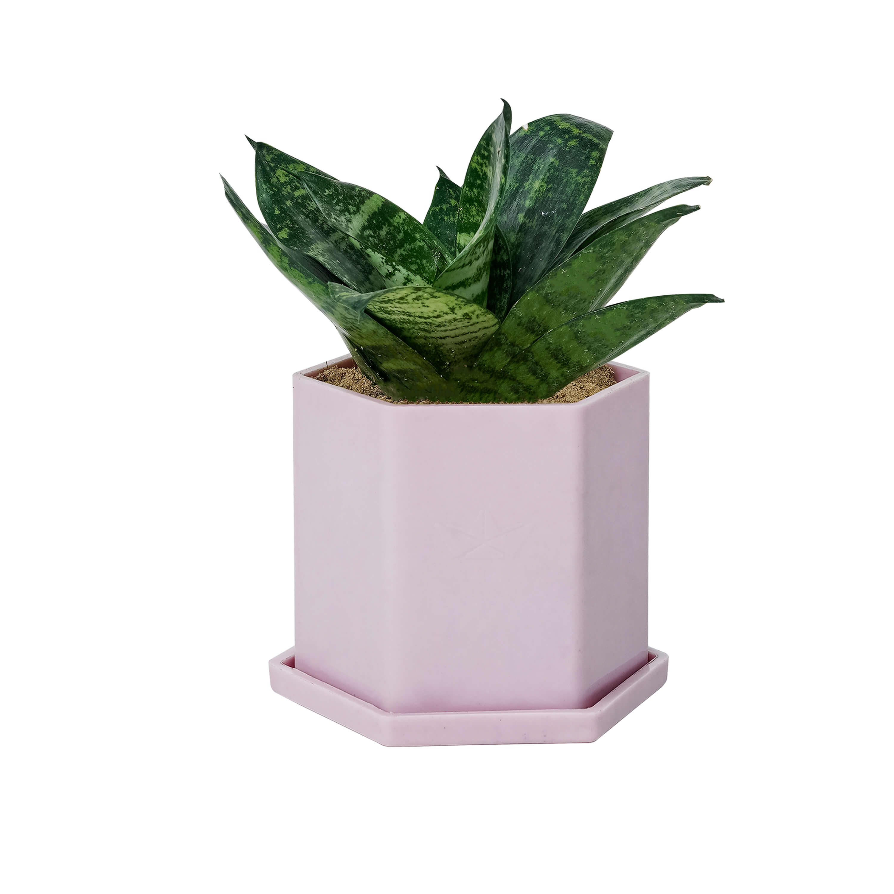 Hexa Pod with Snake Plant