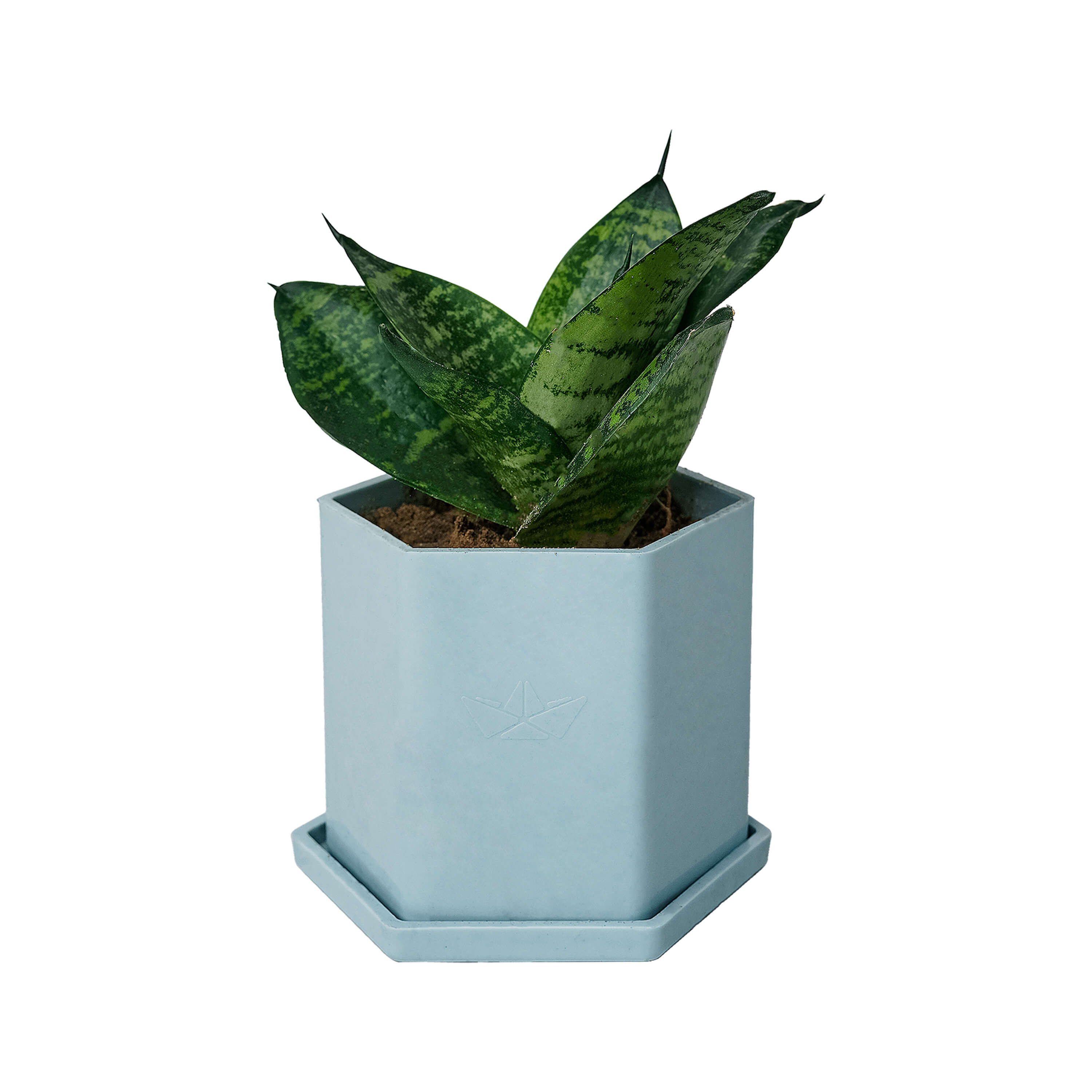 Hexa Pod with Snake Plant