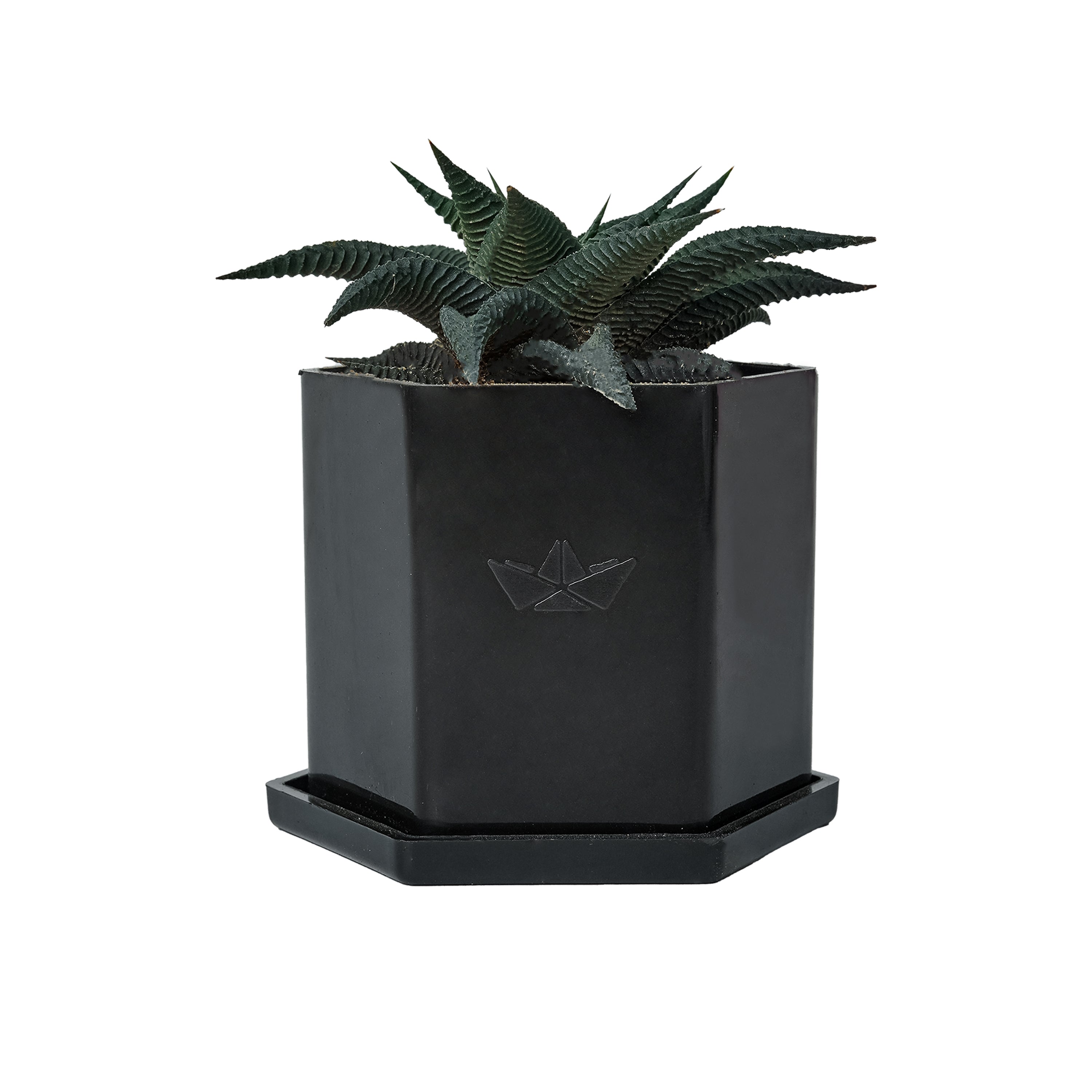 Hexa Pod  with Succulent Plant