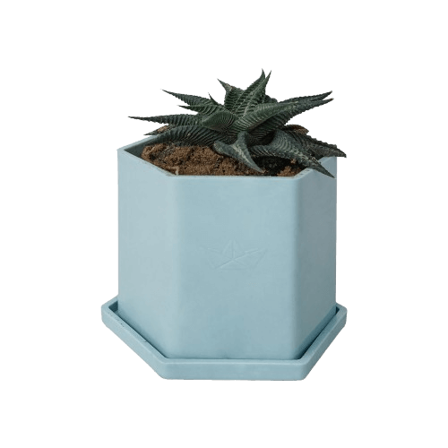 Hexa Pod  with Succulent Plant